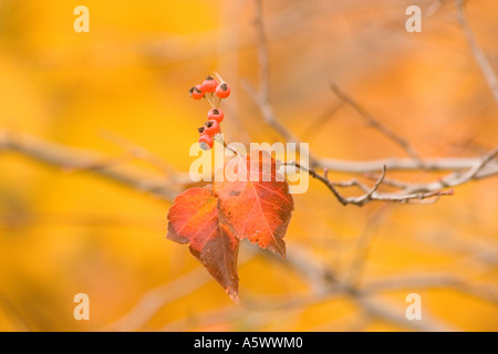 Feuillage d'automne de l'arbre d'aubépine Banque D'Images