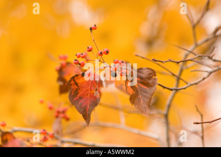 Feuillage d'automne de l'arbre d'aubépine Banque D'Images