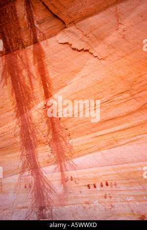 Pictogrammes, Natural Bridges National Monument (Utah) Banque D'Images