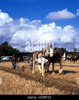 Shire Horse à labourer à Southwell afficher dans le Nottinghamshire, Royaume-Uni. Banque D'Images