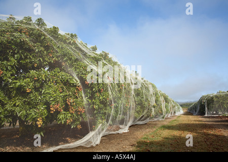 L'agriculture de litchi - Queensland Australie Mareeba Banque D'Images