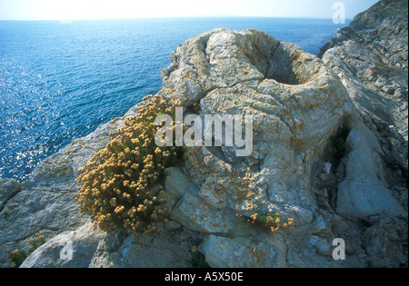 Forêt Fossile les souches d'arbres pétrifiés dans les falaises de la côte jurassique de Lulworth Cove Patrimoine Dorset Purbeck Angleterre GO UK Banque D'Images