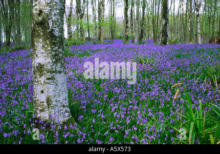 Tronc d'un bouleau blanc arbre entouré d'un tapis de jacinthes comté de Dorset England UK Banque D'Images