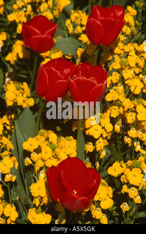 Tulipes rouges dans St James's Park, London, England, UK Banque D'Images