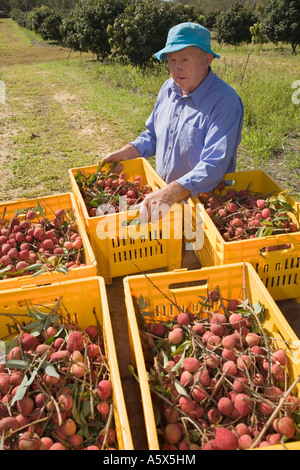 La récolte de litchi - Mareeba, Queensland, Australie Banque D'Images