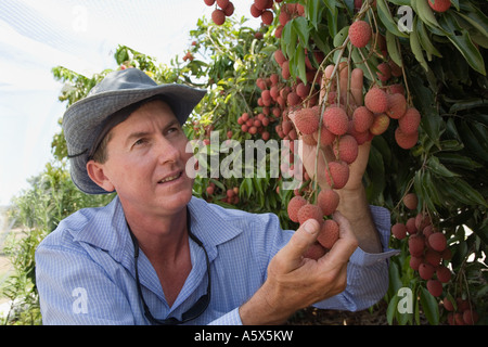 Agriculteur litchi - Mareeba, Queensland, Australie Banque D'Images