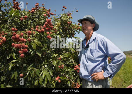 Agriculteur litchi - Mareeba, Queensland, Australie Banque D'Images