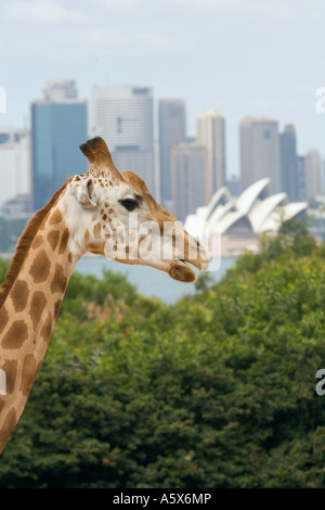 Le Zoo Taronga - Sydney, New South Wales, Australia Banque D'Images