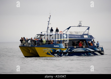 Les observateurs de baleines des baleines au large de Kaikoura Paikea catamaran ile sud Nouvelle Zelande Banque D'Images