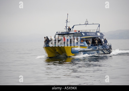 Les observateurs de baleines baleines Tohora sur catamaran au large de Kaikoura ile sud Nouvelle Zelande Banque D'Images