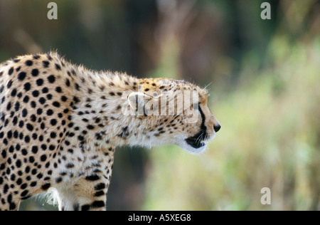 Le guépard traque ses proies Parc National de Masai Mara au Kenya Banque D'Images