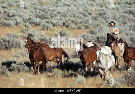 L'arrondissement de Cowboy chevaux Oregon USA Banque D'Images