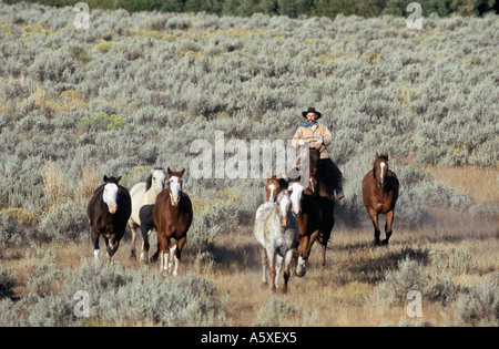 L'arrondissement de Cowboy Chevaux Oregon USA Banque D'Images