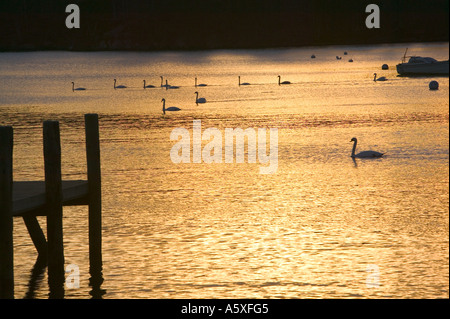 Une jetée sur le lac Windermere au coucher du soleil, Ambleside, Lake District, Cumbria, Royaume-Uni, avec une ligne de Cygnes tuberculés natation passé Banque D'Images