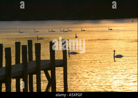 Une jetée sur le lac Windermere au coucher du soleil, Ambleside, Lake District, Cumbria, Royaume-Uni, avec une ligne de Cygnes tuberculés natation passé Banque D'Images