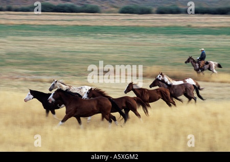 L'arrondissement de Cowboy Chevaux Oregon USA Blurred motion Banque D'Images