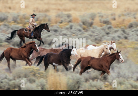 L'arrondissement de Cowboy chevaux Oregon USA Banque D'Images