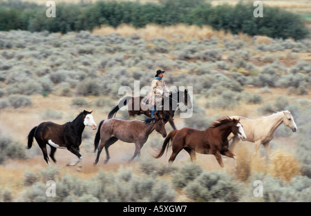 L'arrondissement de Cowboy Chevaux Oregon USA Banque D'Images