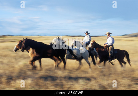 Cowboys arrondissement chevaux Oregon USA Motion Blur Banque D'Images