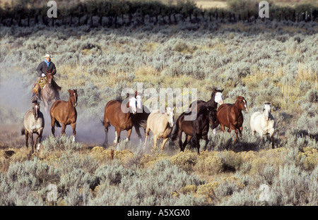 L'arrondissement de Cowboy Chevaux Oregon USA Banque D'Images