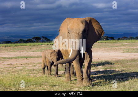 L'éléphant d'Afrique Mère et bébé contre le ciel d'orage le Parc national Amboseli au Kenya Banque D'Images