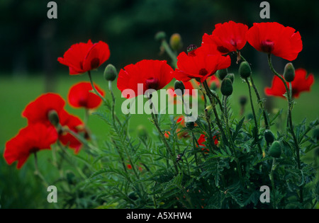 Close-up sur les coquelicots (Papaver rhoeas). Gros plan sur des coquelicots d'ornement (Papaver rhoeas). Banque D'Images