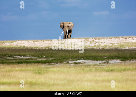 L'Eléphant d'Afrique mâle sur l'Horizon Ambolsei Kenya Parc National Banque D'Images