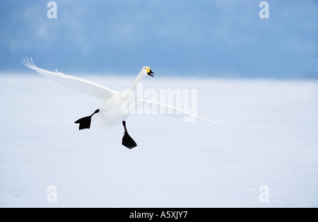 Cygne chanteur venant en terre à Hokkaido au Japon Banque D'Images