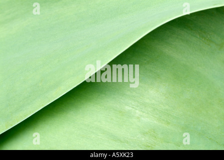 Les feuilles vertes de la Tulipe Plant, Close Up. Banque D'Images