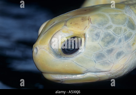 Une tête de tortue albinos (Chelonia mydas). Tête de tortue albinos marines (Chelonia mydas). Banque D'Images