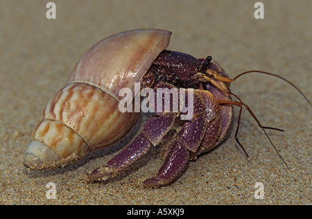 Un ermite (Pagurus bernhardus). Le Sri Lanka. Bernard l'ermite (Pagurus bernhardus). Le Sri Lanka. Banque D'Images