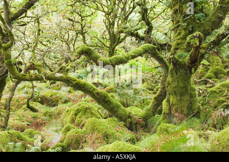 Wistmans Wood en été une forêt de chênes rabougris dans le Devon UK Banque D'Images