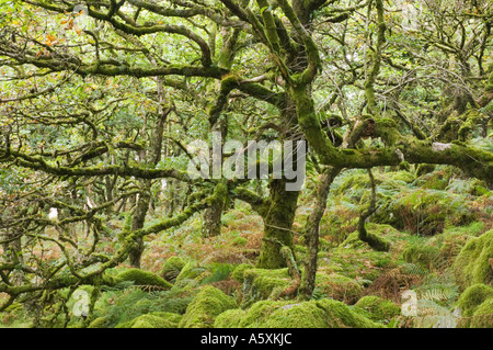 Wistmans Wood en été une forêt de chênes rabougris dans le Devon UK Banque D'Images