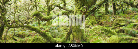 Wistmans Wood en été une forêt de chênes rabougris dans le Devon UK Banque D'Images