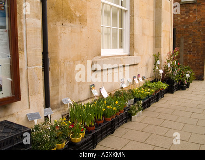 La vente de fleurs de printemps sur la rue en Oakham, Rutland Banque D'Images