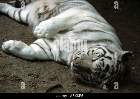 Somnolant white tiger (Panthera tigris). Tigre blanc (Panthera tigris) assoupi. Banque D'Images