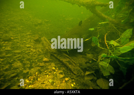 European Wels (Silurus glanis) dans la rivière La Creuse (France). Silure glane (Silurus glanis) dans la rivière La Creuse. Banque D'Images