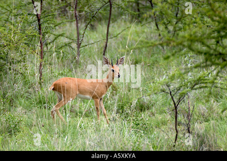 M2-344D Le STEENBOK EN FORÊT Banque D'Images