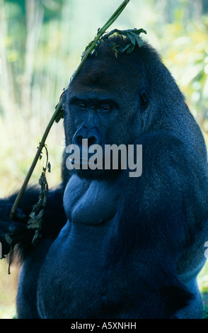 Portrait de gorille Banque D'Images