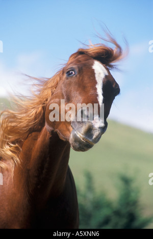 Horse Close up California USA Banque D'Images