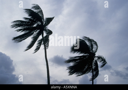 Palmiers souffle en ouragans Antigua Antilles Banque D'Images