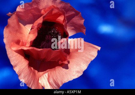 Pavot Rouge close up. Banque D'Images