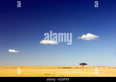 Nuages dans le ciel bleu au-dessus de la savane du Kenya Parc National de Masai Mara, Kenya Banque D'Images