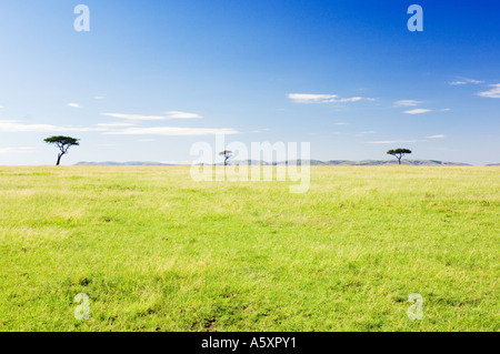 Nuages dans le ciel bleu au-dessus de la savane du Kenya Parc National de Masai Mara, Kenya Banque D'Images