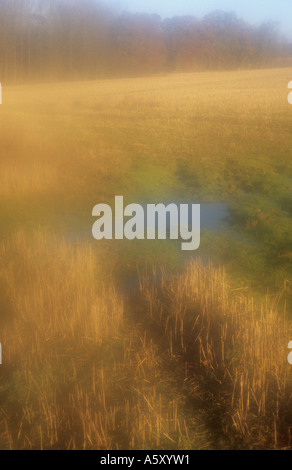 Scène d'automne de l'atmosphère avec chaume de céréales herbacé chêne anglais flaque marron et noir avec les feuilles du peuplier en lumière chaude Banque D'Images