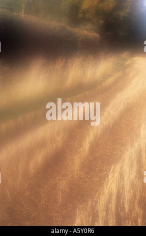 Scène d'automne la fin de l'atmosphère avec chaume de céréales et d'herbes sèches garnie Aubépine en chêne anglais lumière chaude Banque D'Images