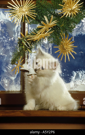 Chat Sacré de Birmanie - chaton à Noël Décoration Banque D'Images