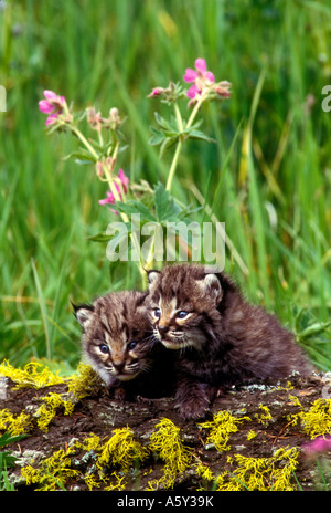 MB4-125 LYNX BÉBÉ DEUX et fleurs Banque D'Images