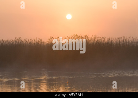 Lever de soleil au-dessus des roselières sur Hickling vaste Norfolk UK Banque D'Images