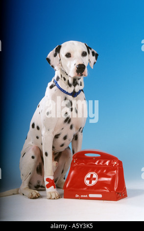 Chien dalmatien avec patte bandée et la trousse de premiers soins Banque D'Images